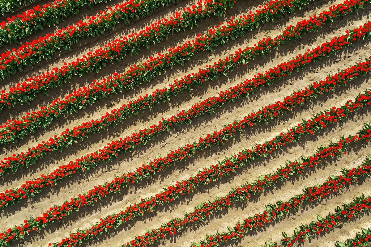 Red Tulip Field - Skagit Valley, WA
