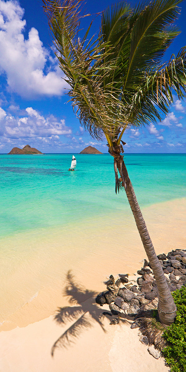 Palm Tree at Lanikai Beach - Oahu, HI