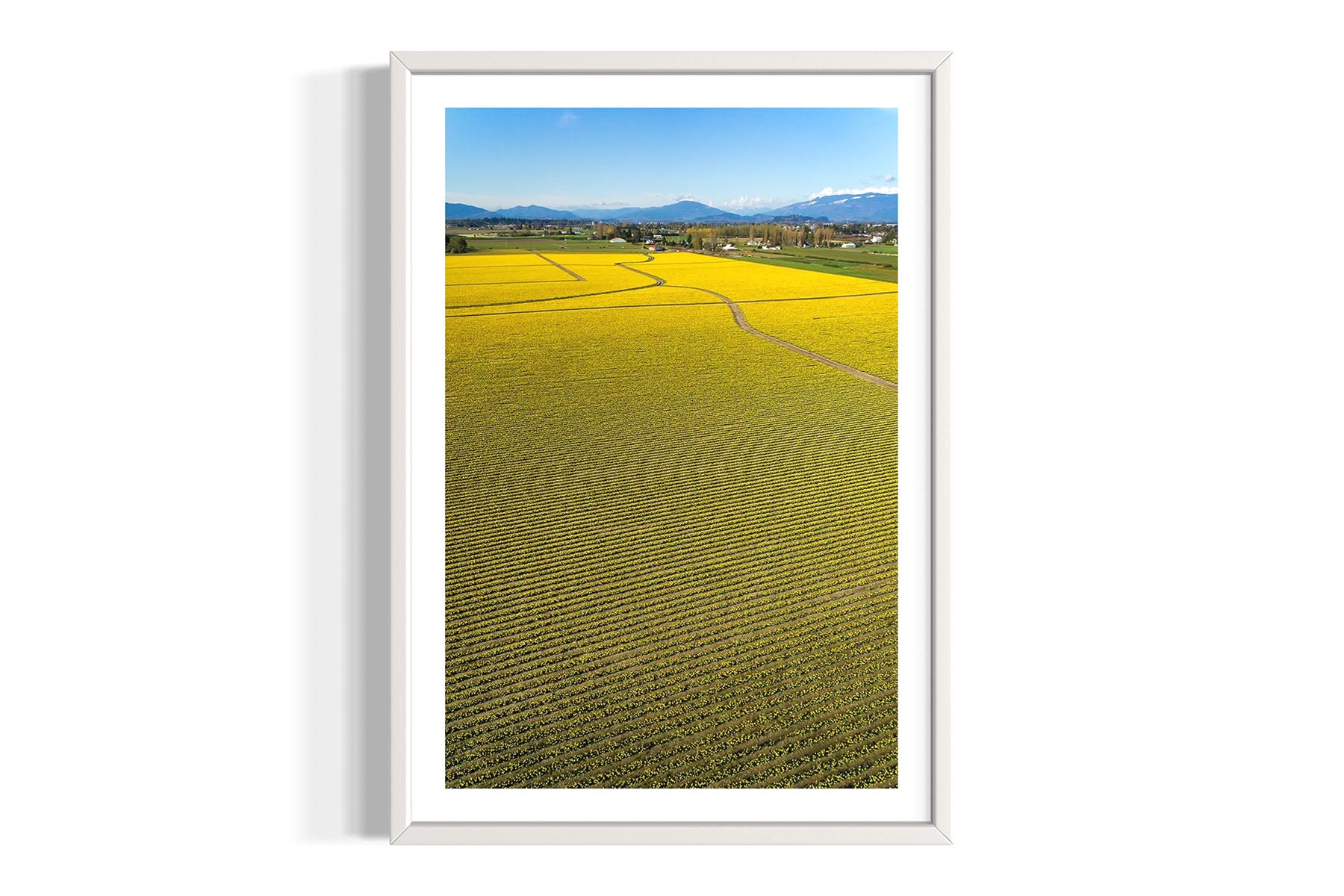 Daffodils Flower Field - Skagit Valley, WA