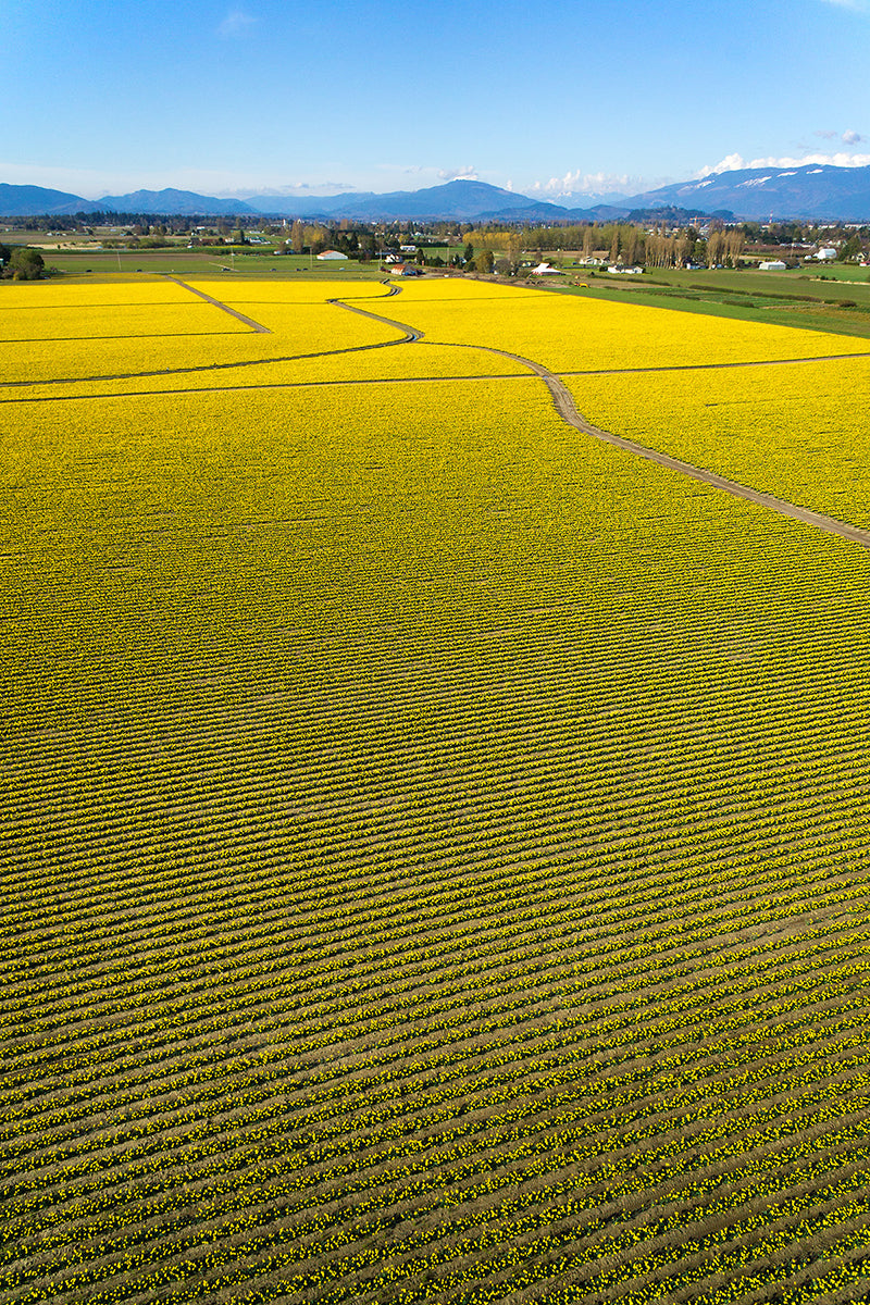 Daffodils Flower Field - Skagit Valley, WA