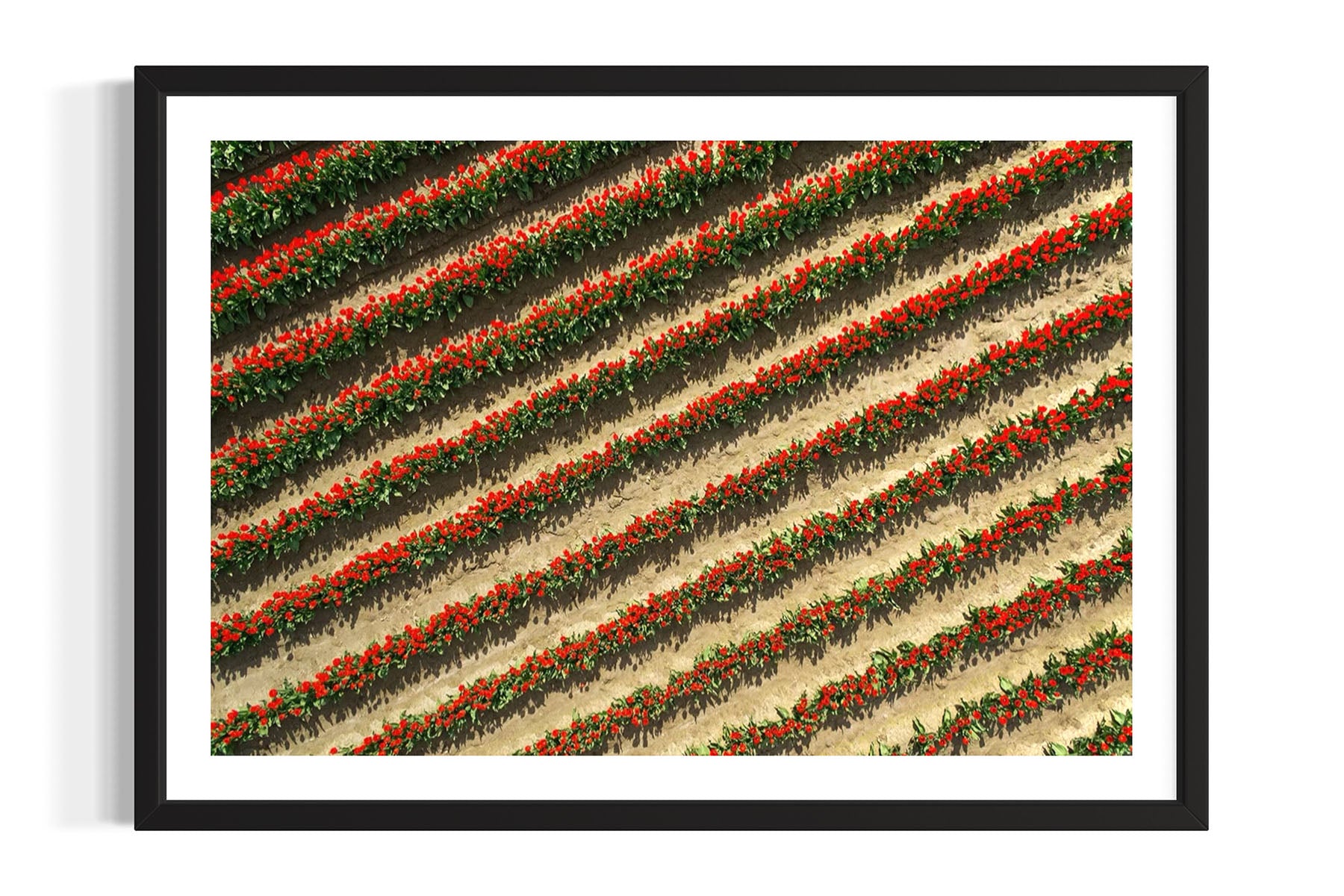 Red Tulip Field - Skagit Valley, WA