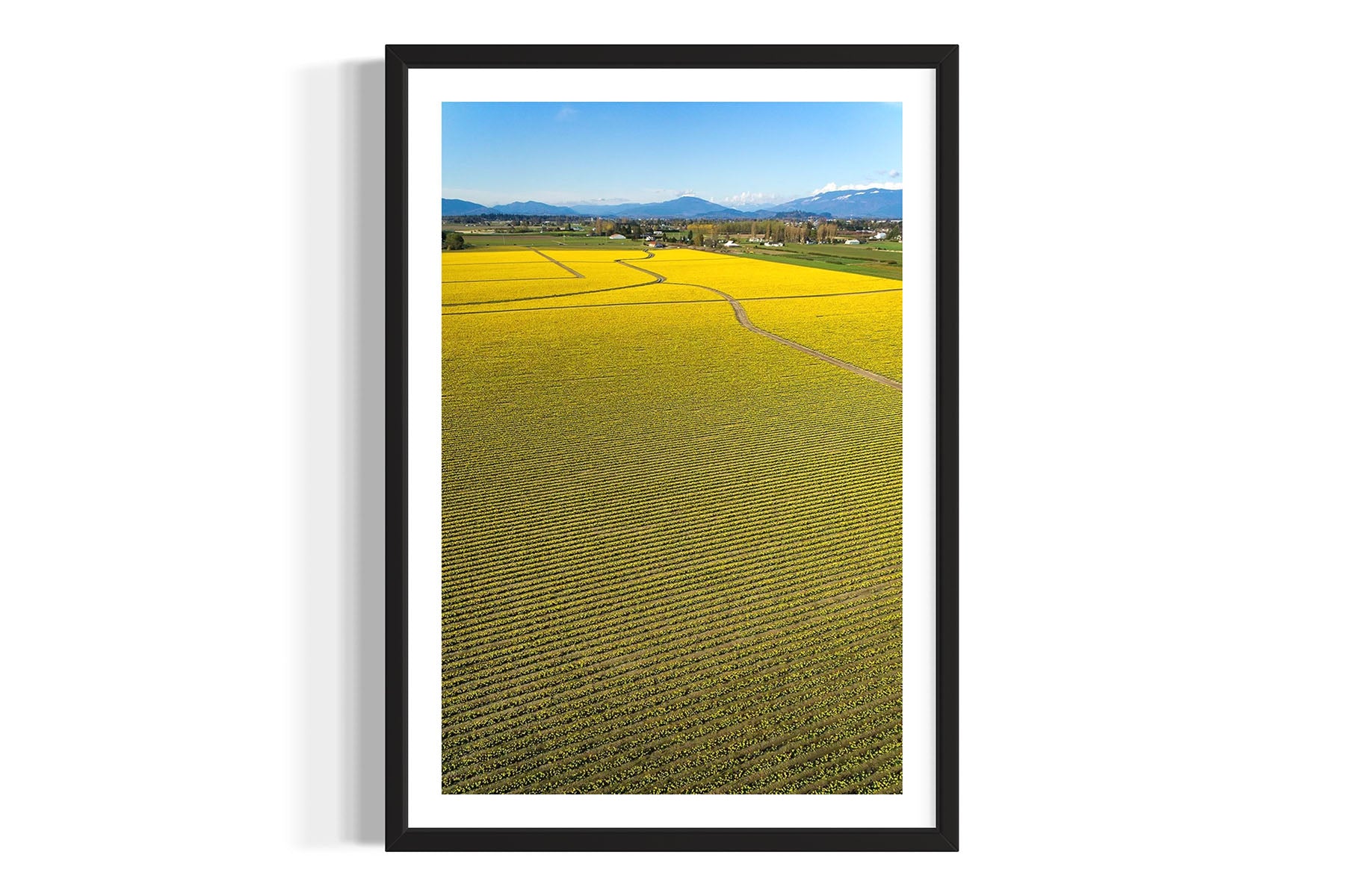 Daffodils Flower Field - Skagit Valley, WA