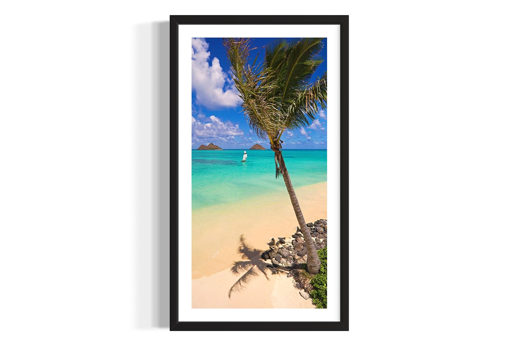 Palm Tree at Lanikai Beach - Oahu, HI