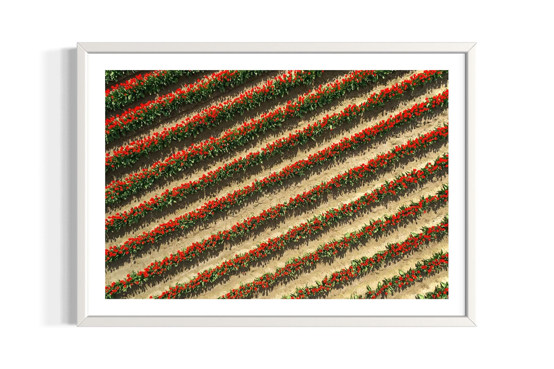 Red Tulip Field - Skagit Valley, WA