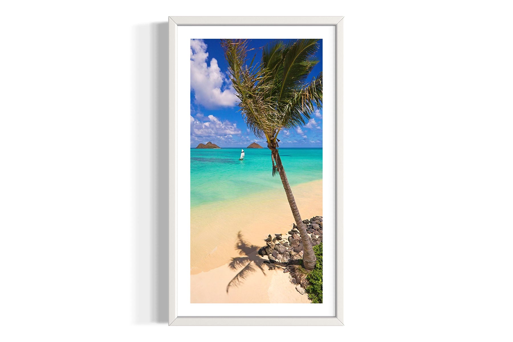 Palm Tree at Lanikai Beach - Oahu, HI